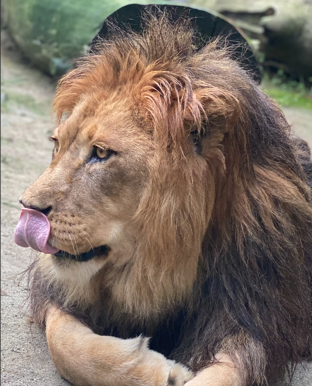 Simba the African Lion