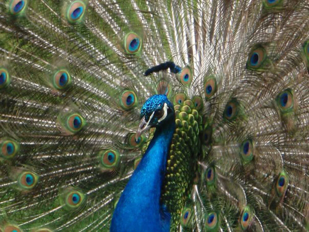 Emerald Plumes (Indian Blue Peacock)
