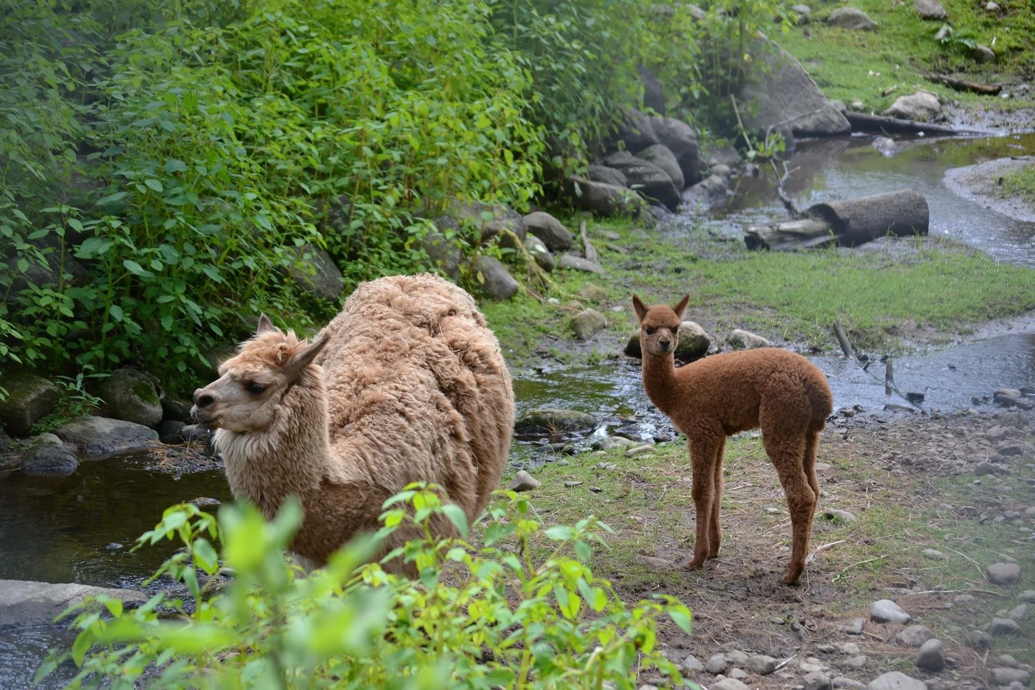 The Woodland Stream Herd