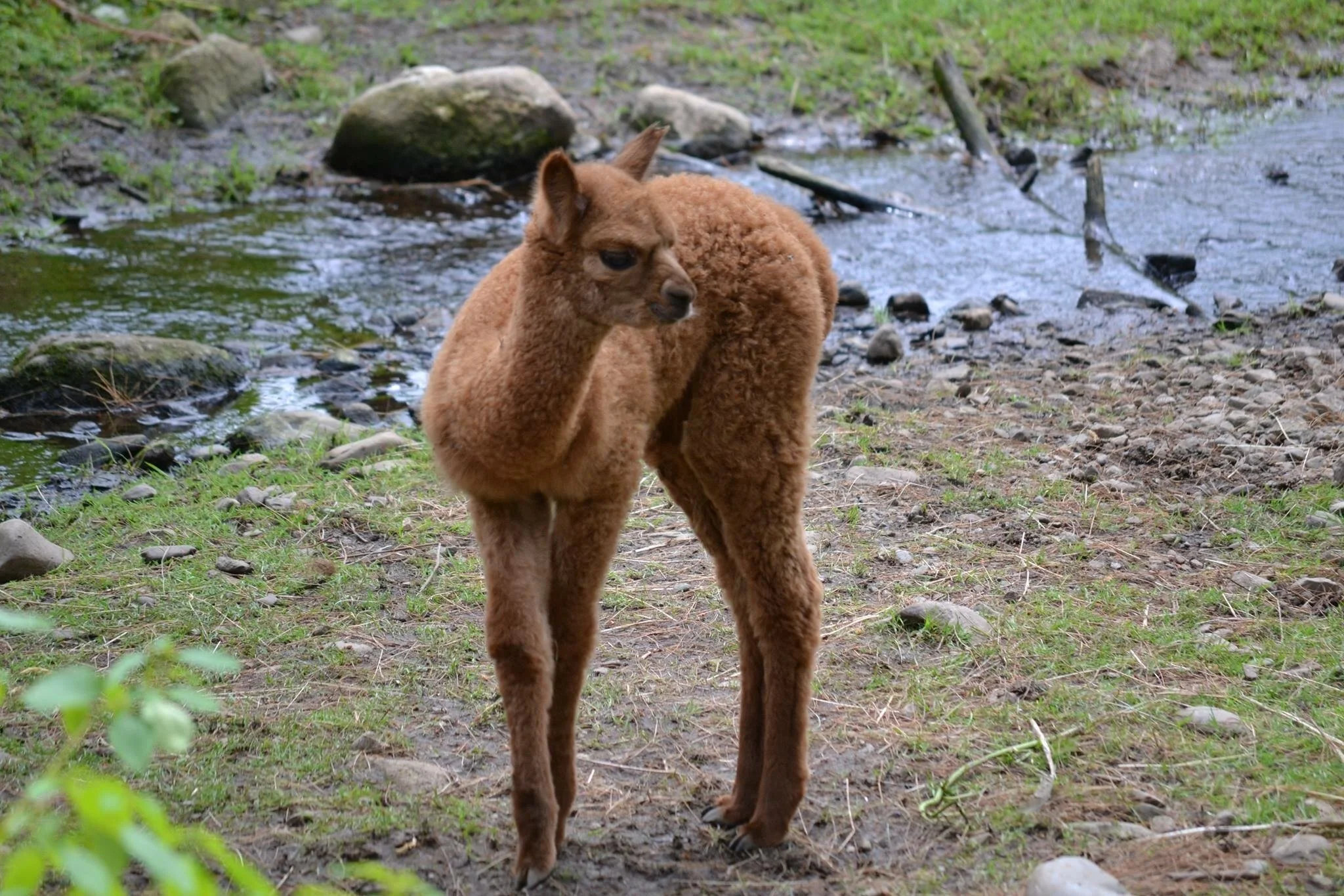 Barney the Smiling Alpaca