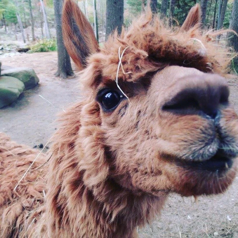 Woolly Whisper
