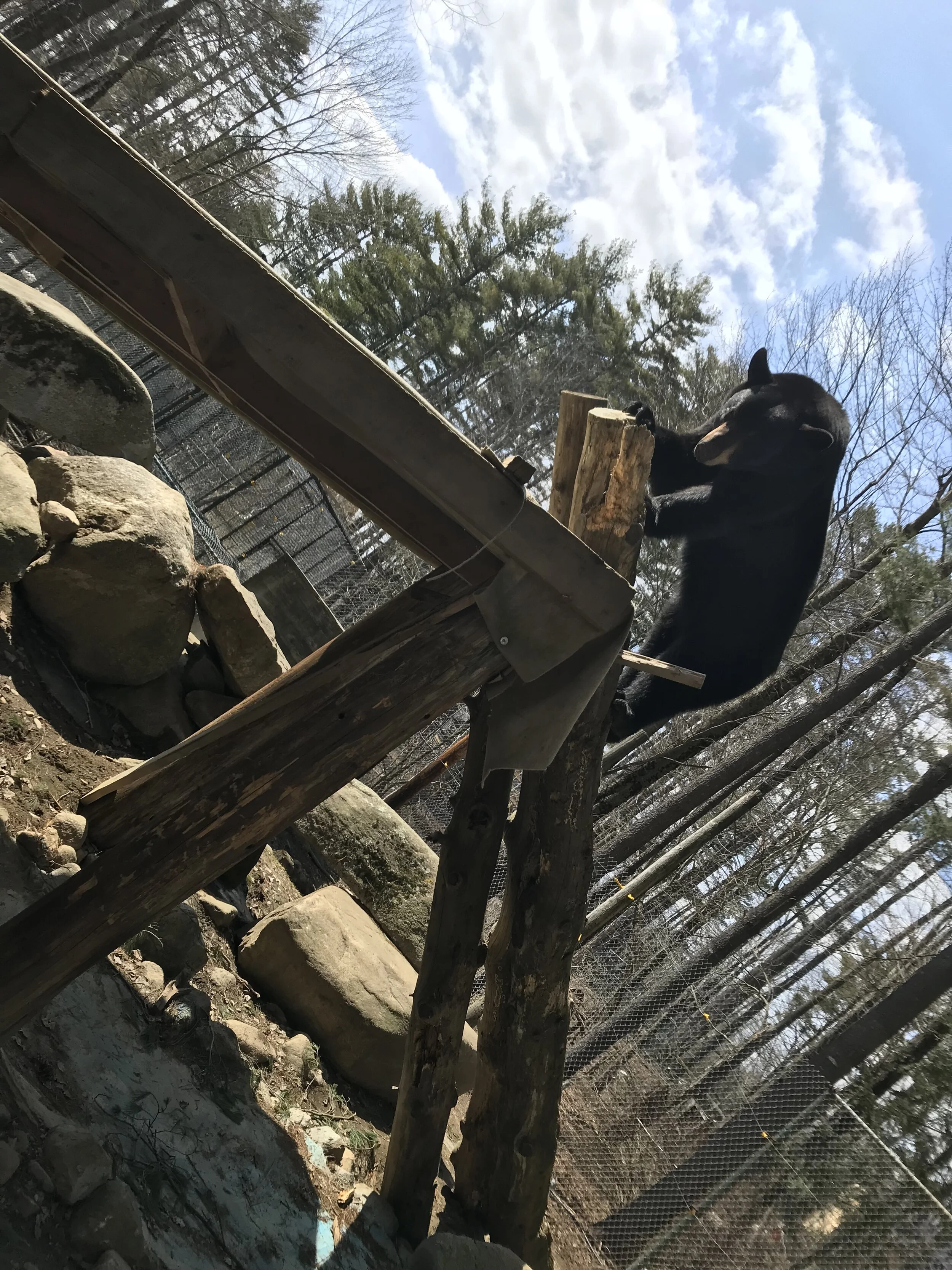 Kodiak at the Rubbing Post