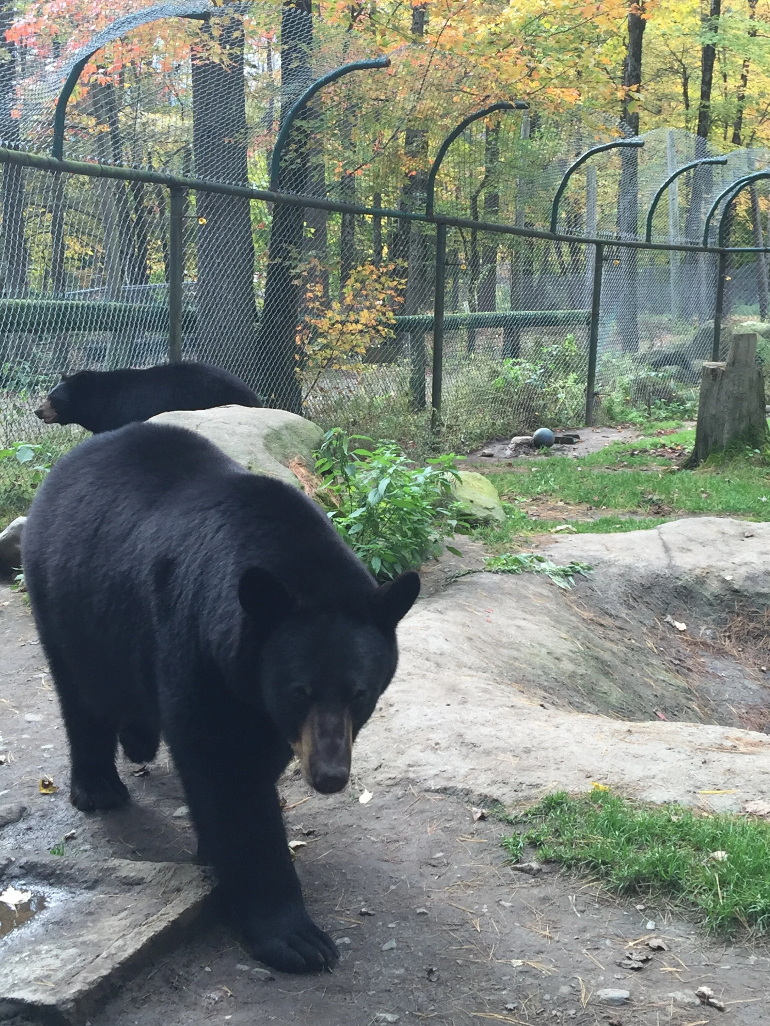 Bella the Black Bear