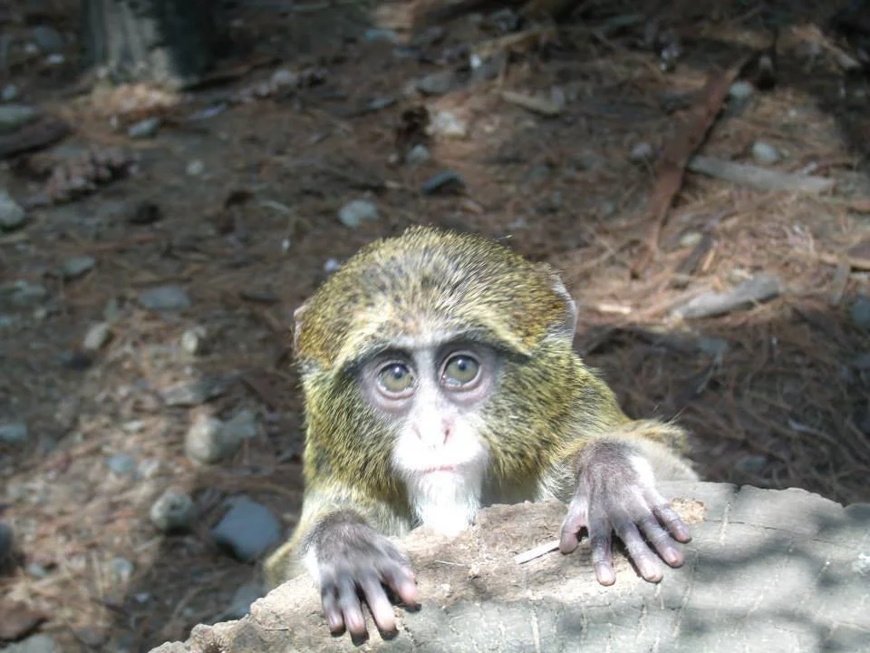 Guenon in Morning Sun