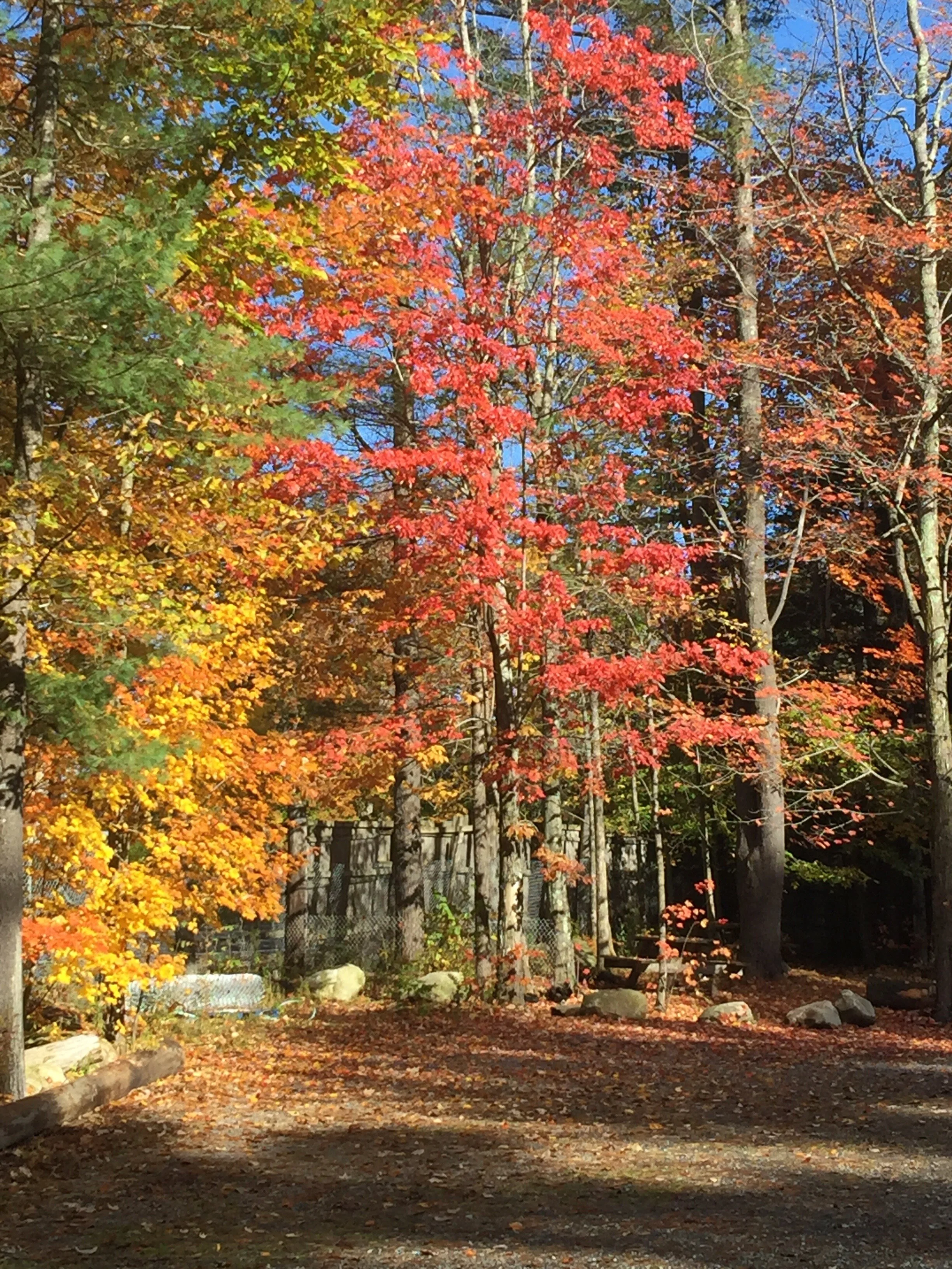 Autumn Canopy along the Loop