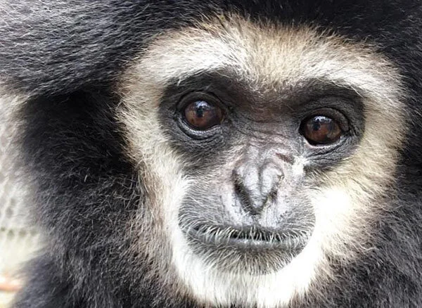 Echo the White-Handed Gibbon