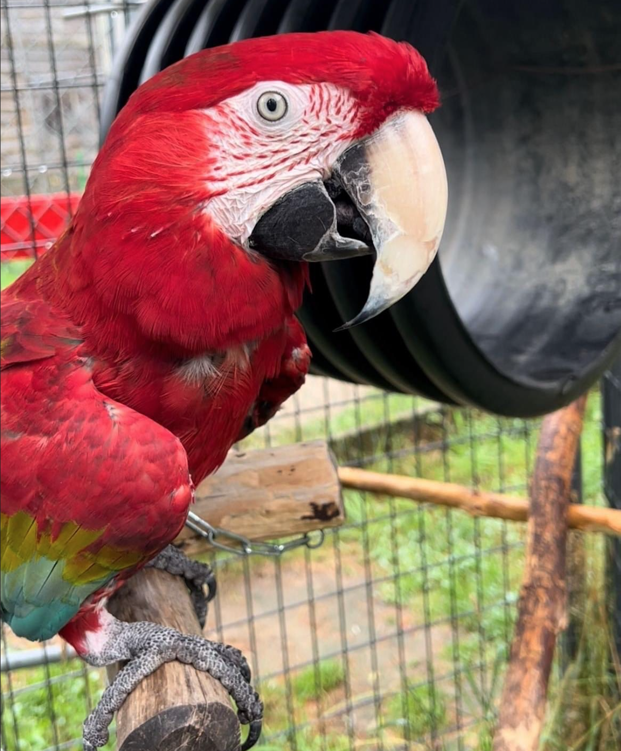 Ruby the Scarlet Macaw