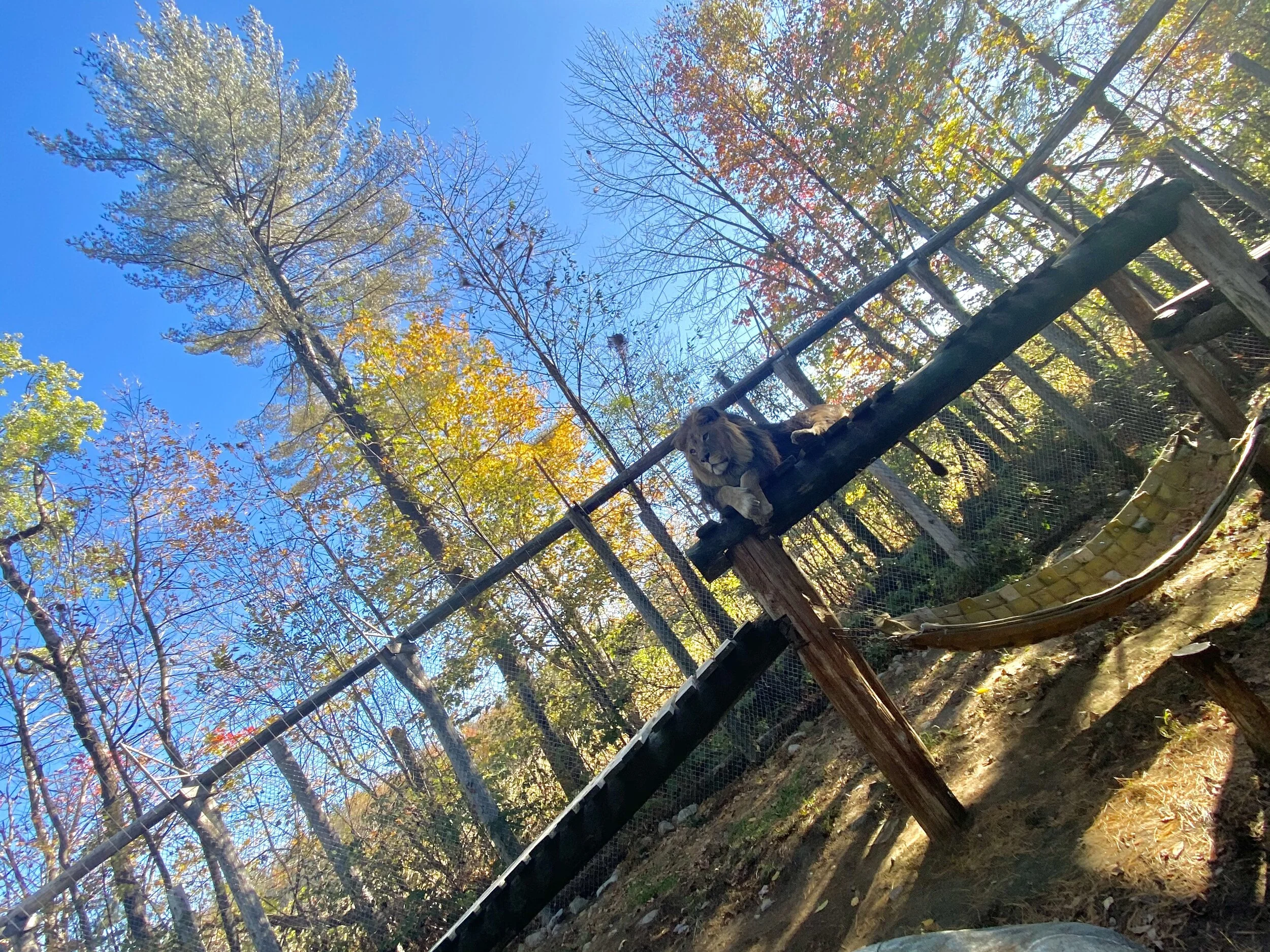 Simba Surveying Mount Vernon