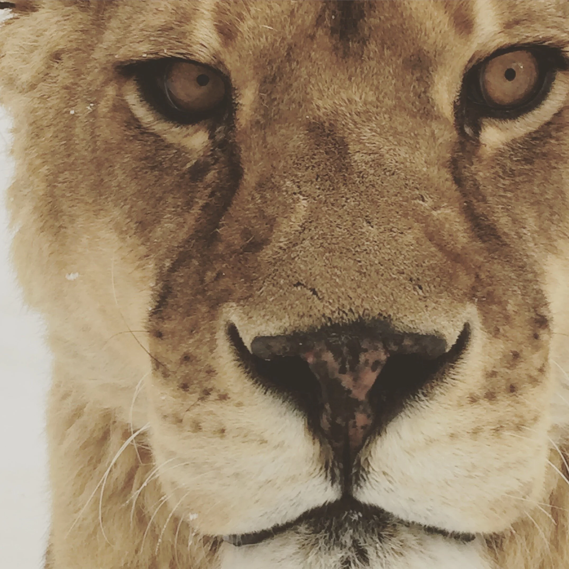 Nala the African Lioness