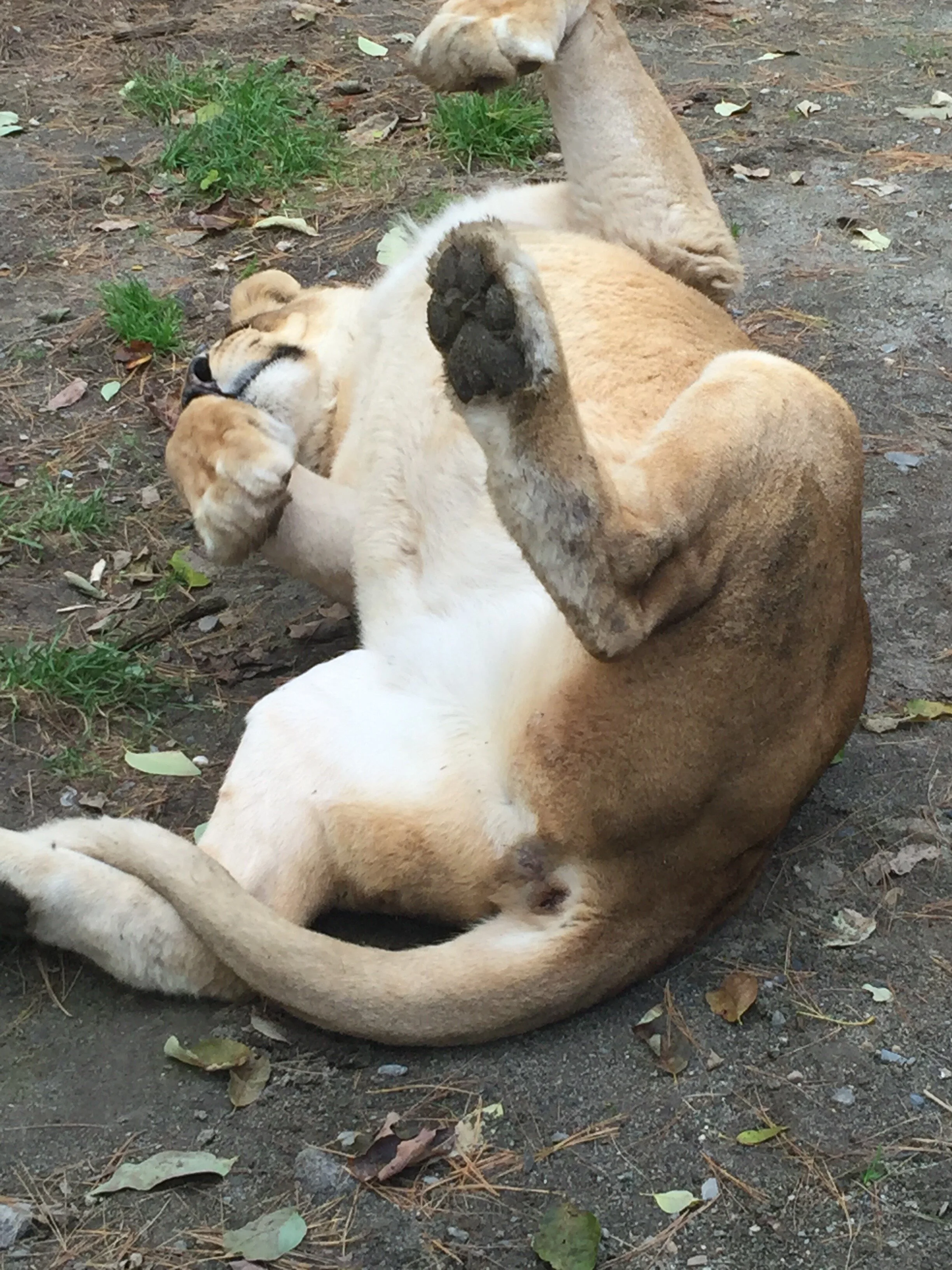 Lioness Midday Slumber
