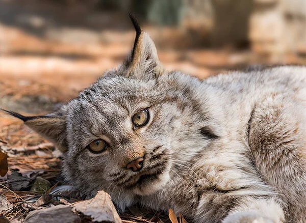 Zephyr the Canadian Lynx