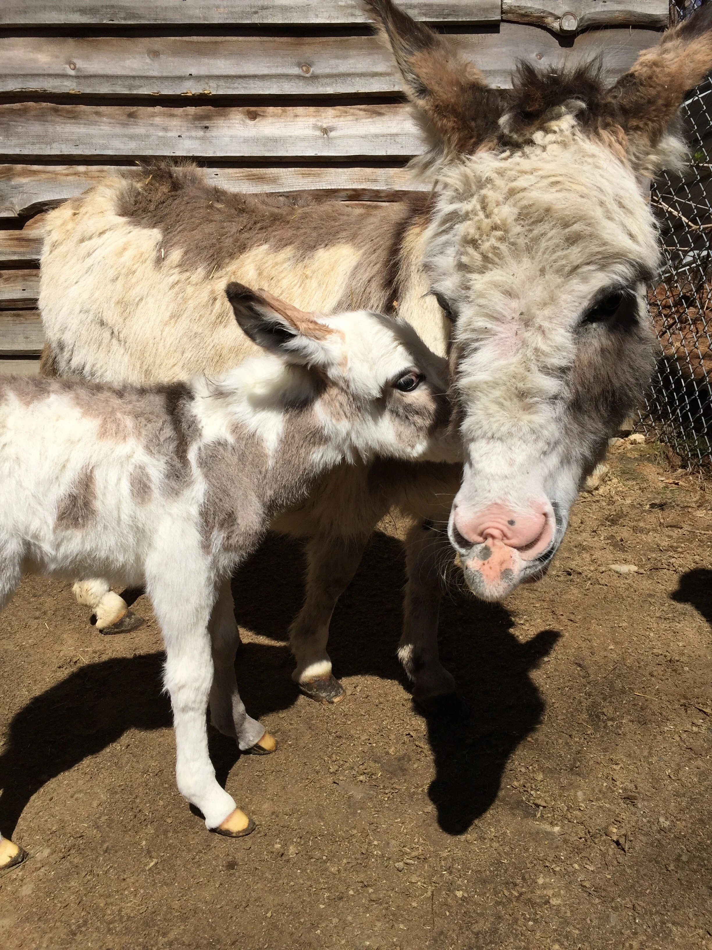 Jasper the Miniature Donkey
