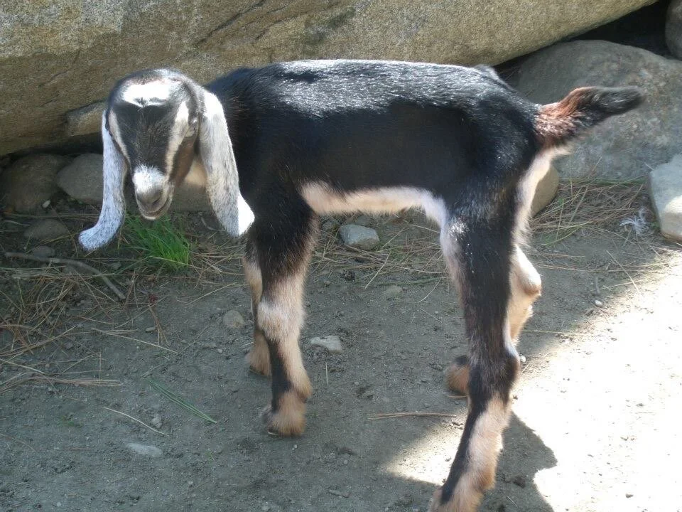 Billy the Pygmy Goat