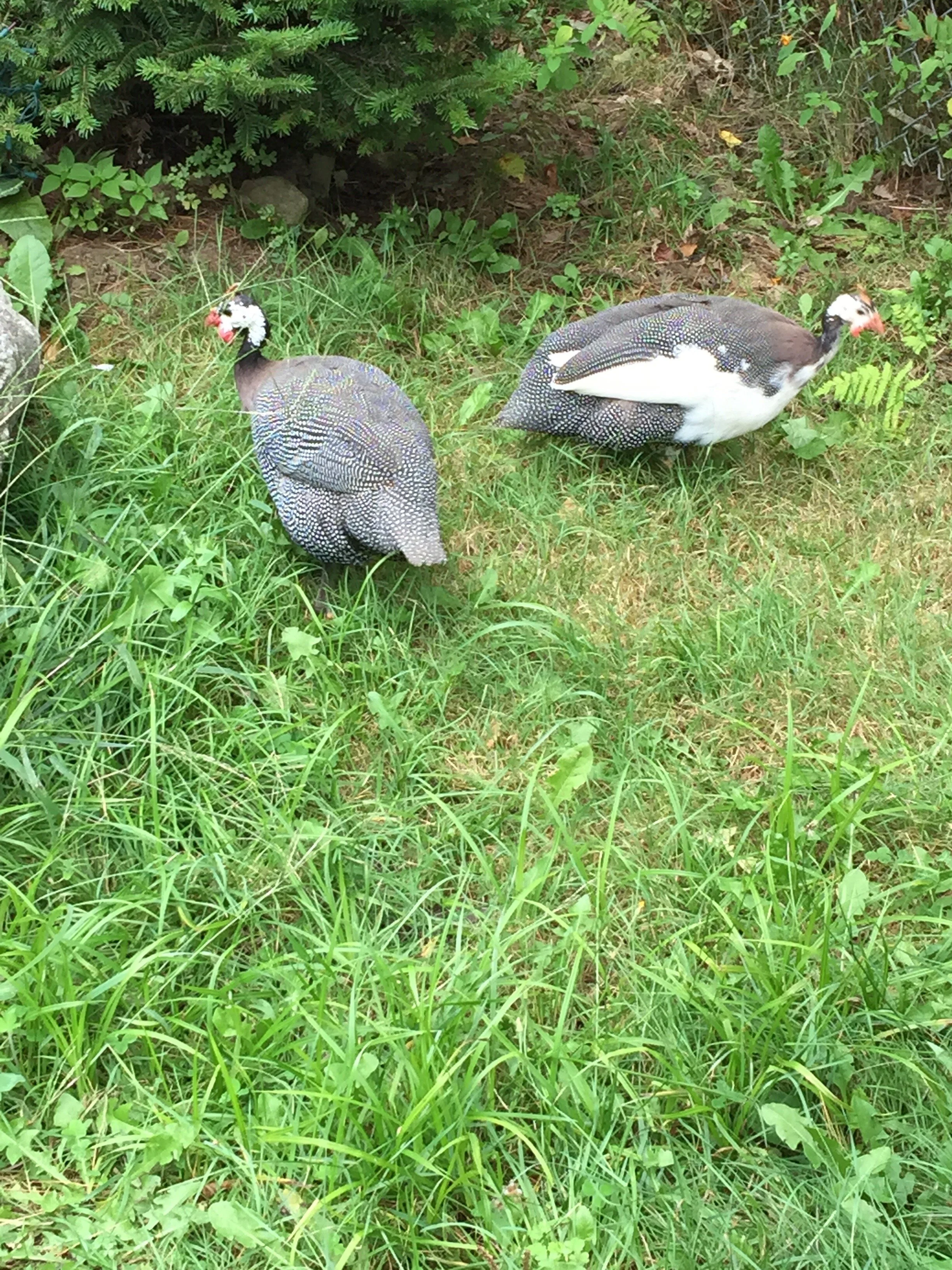 The Polka-Dot Patrol (Guineafowl)