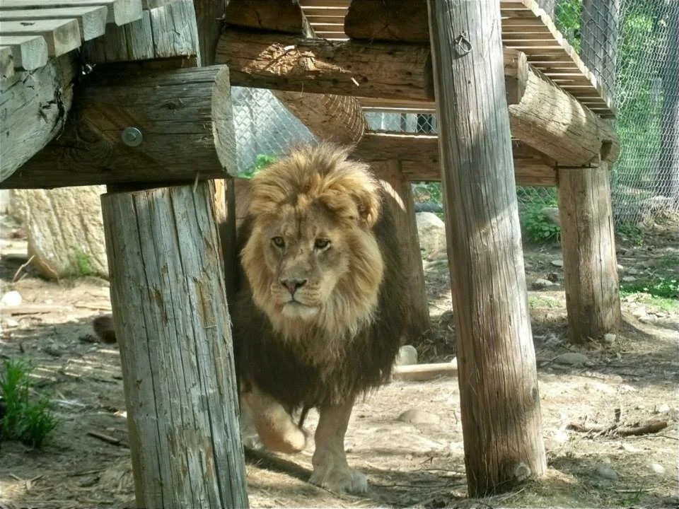 Young King at Rest