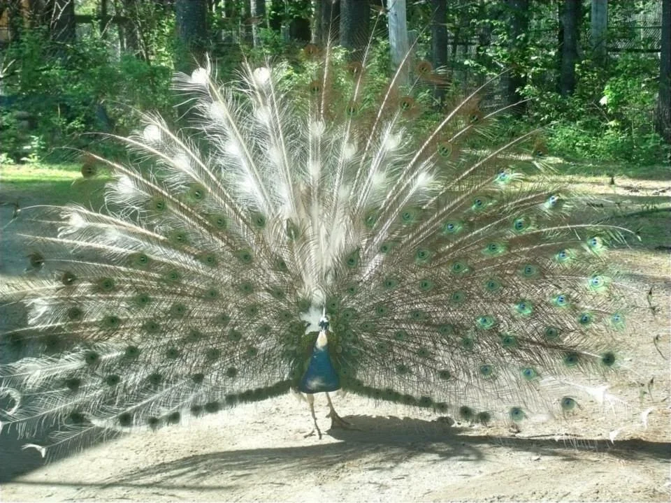 Peacock Royal Portrait