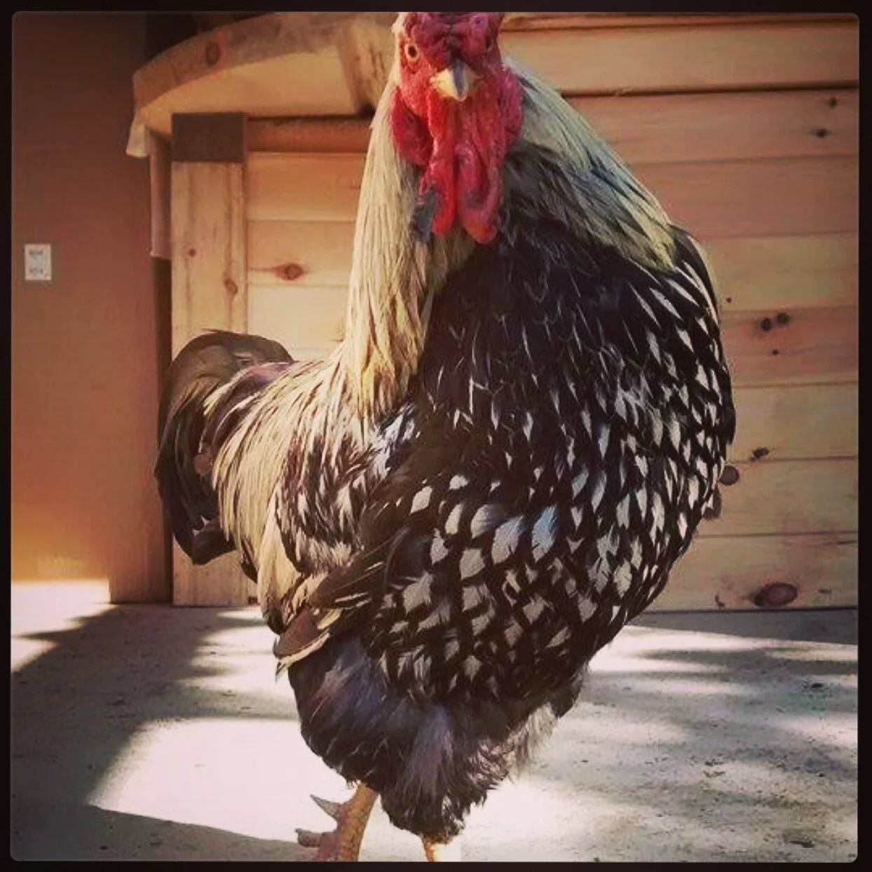 Barnyard Chanticleer (Rooster)