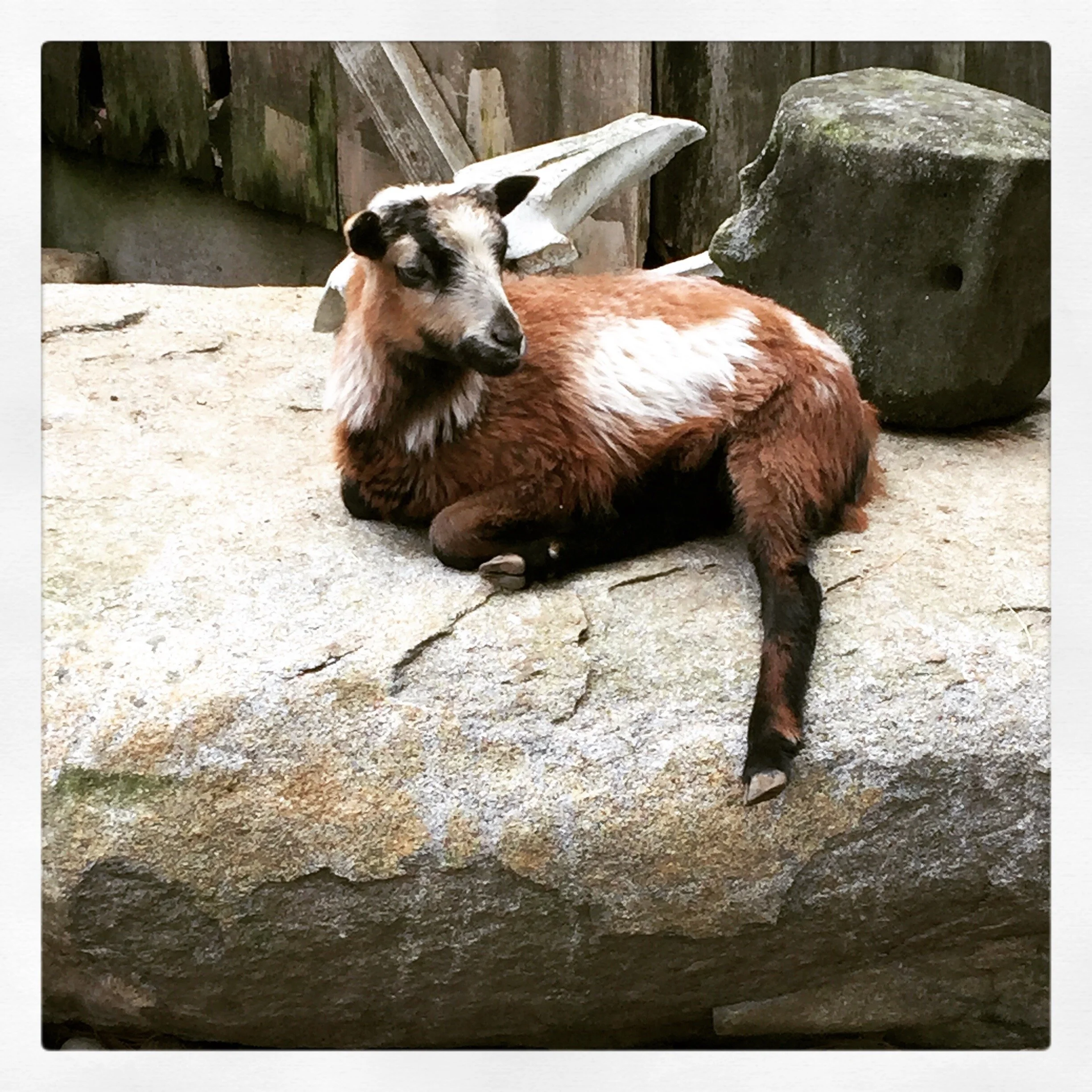 Clover the Jacob Sheep