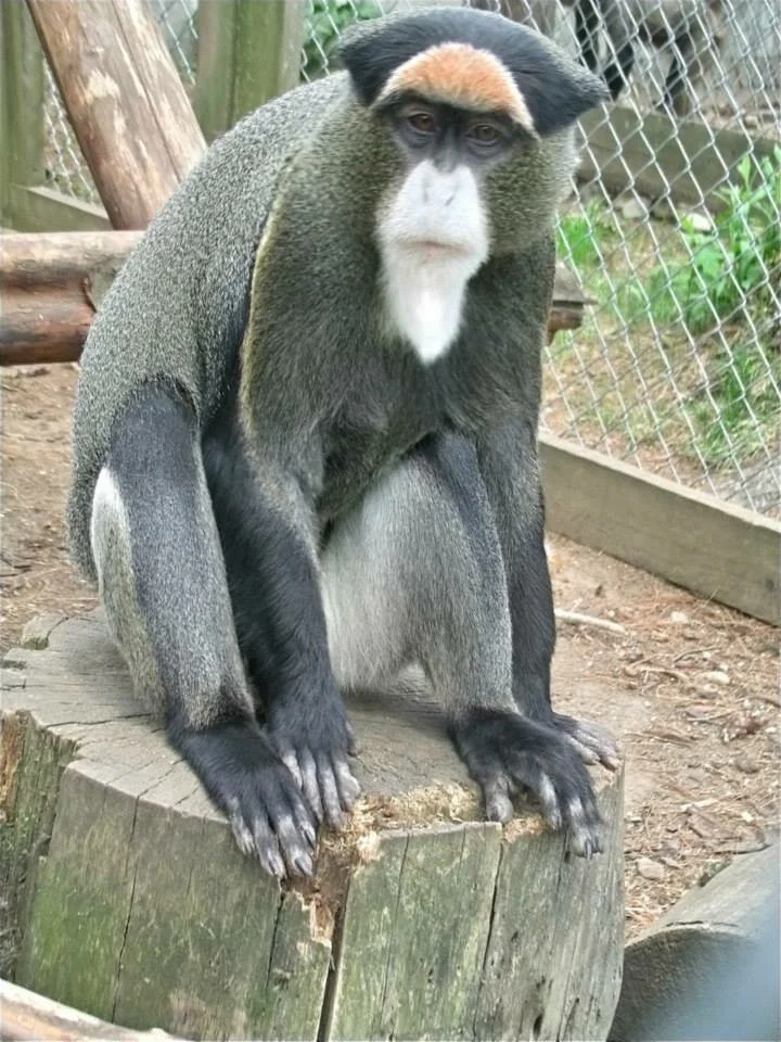 Curious Primate Snack