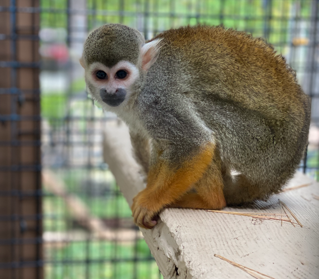 Oliver the Squirrel Monkey