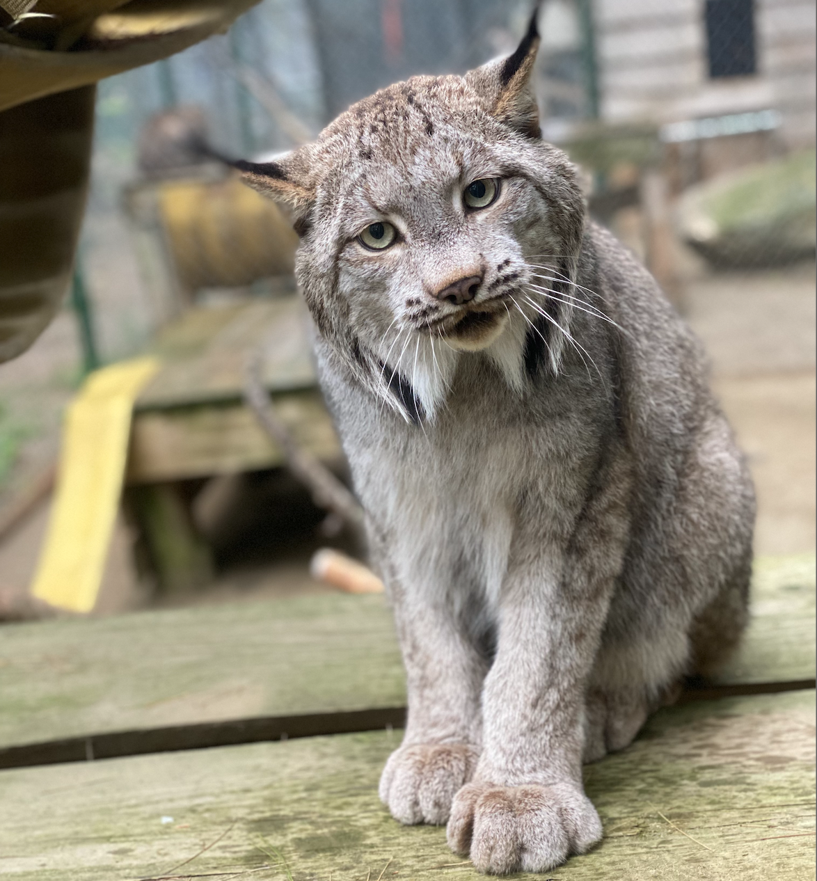 Lynx on High Observation Deck