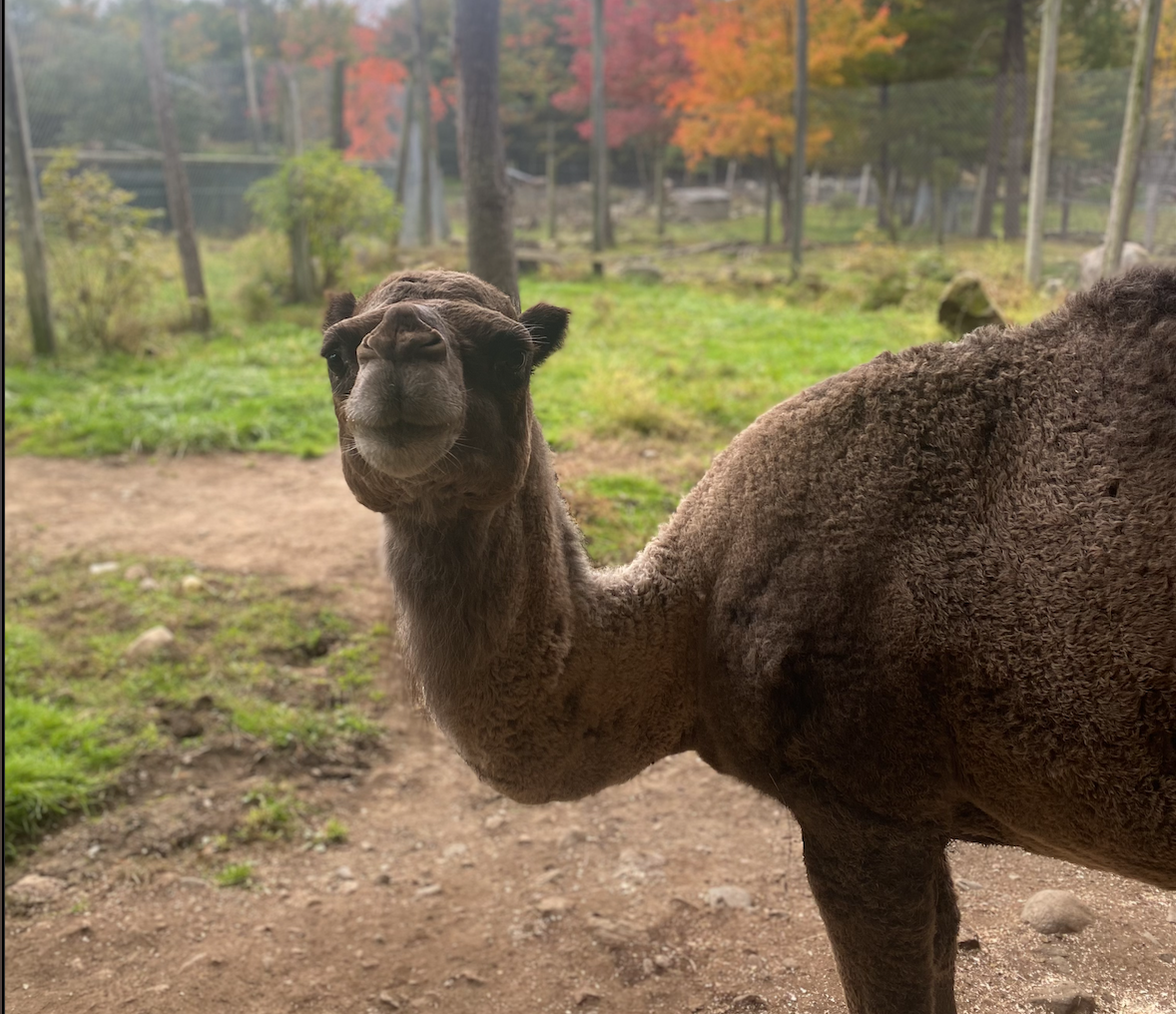 Camel Smiling in Autumn