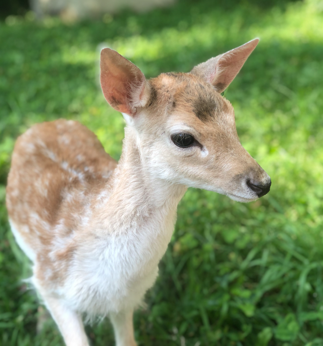 Bambi the Fallow Fawn