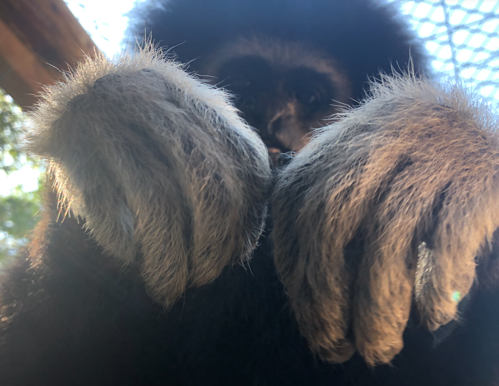 White Paws of the Canopy