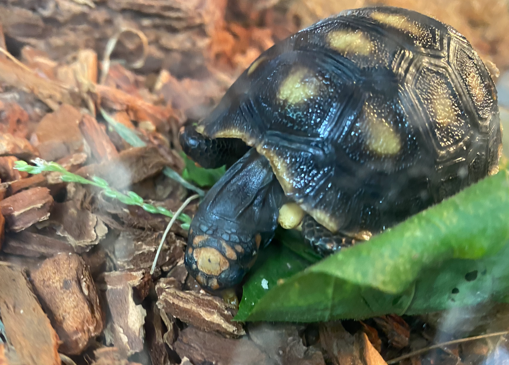 Tank the Tortoise Hatchling