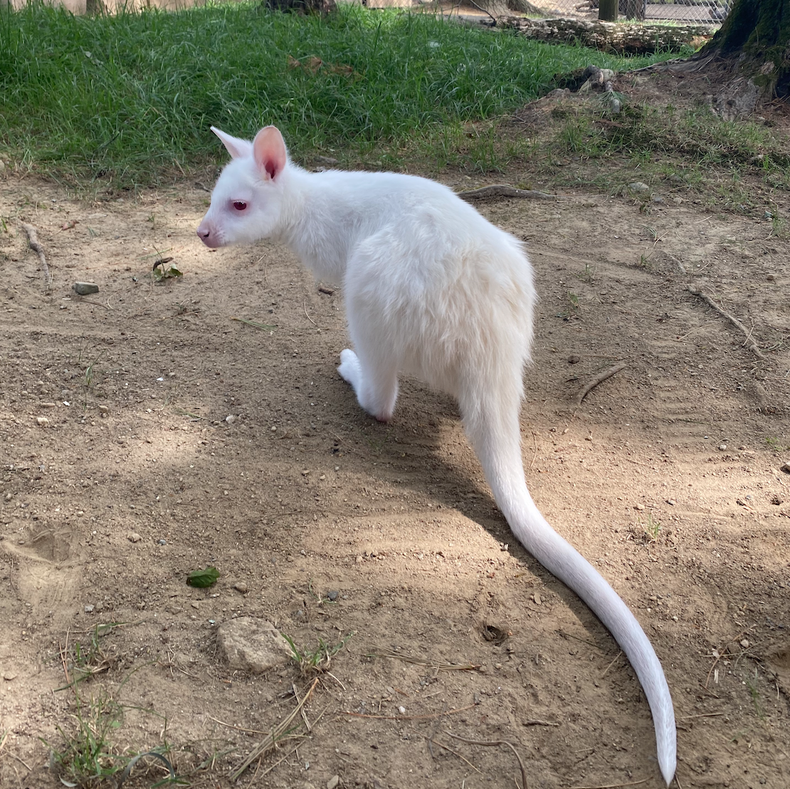 Luna the Rare Albino Wallaby