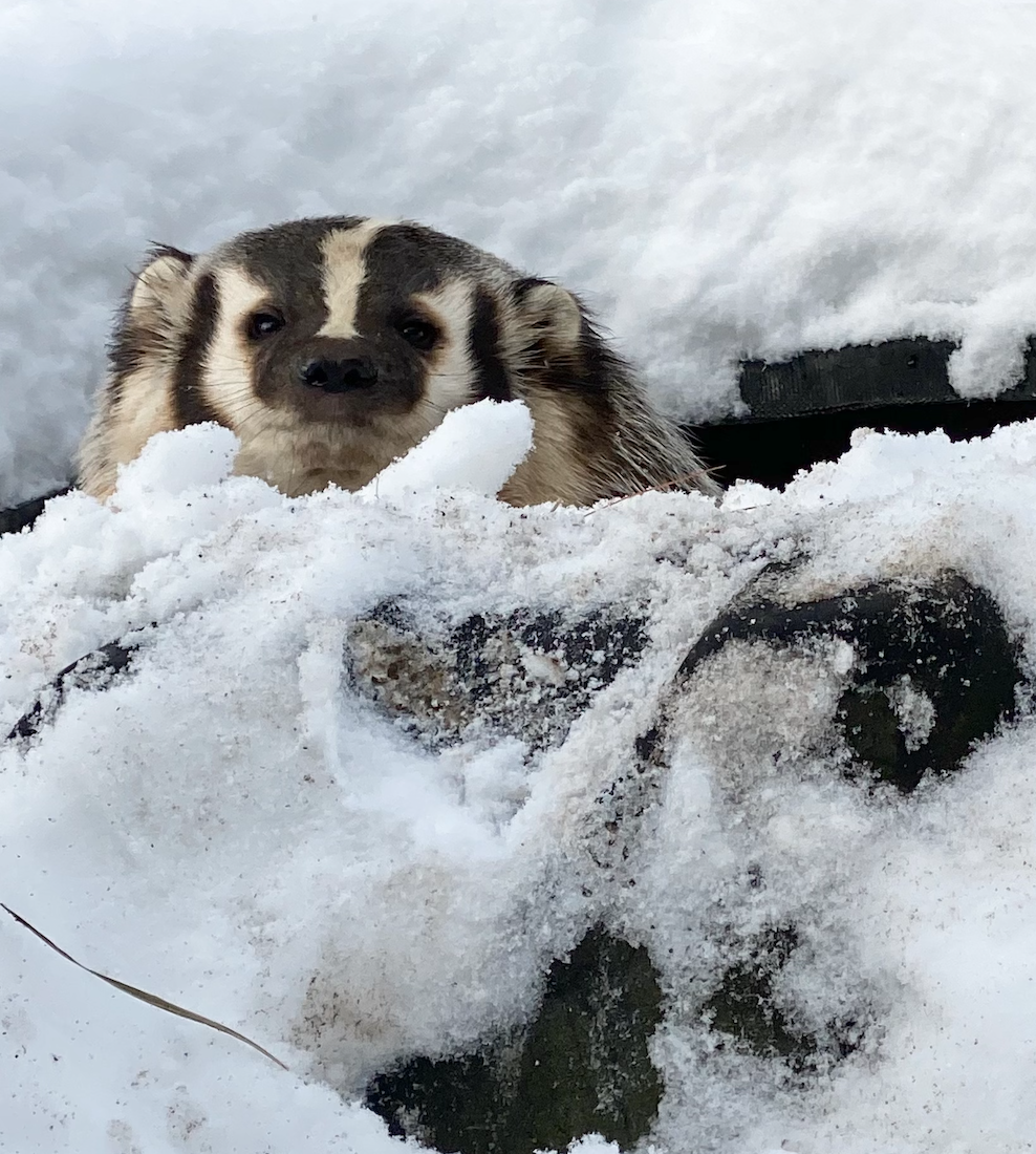 Barnaby the Snow Badger