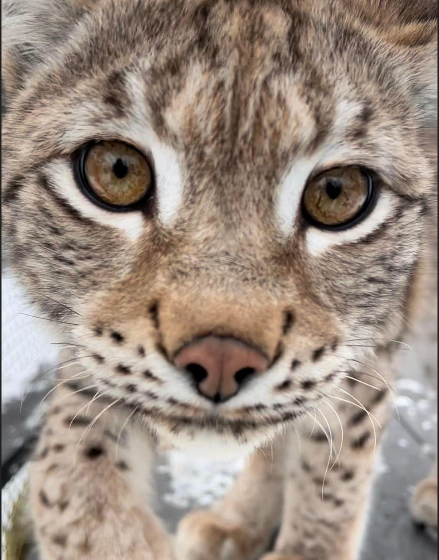 Lynx Kitten Extreme Close-up