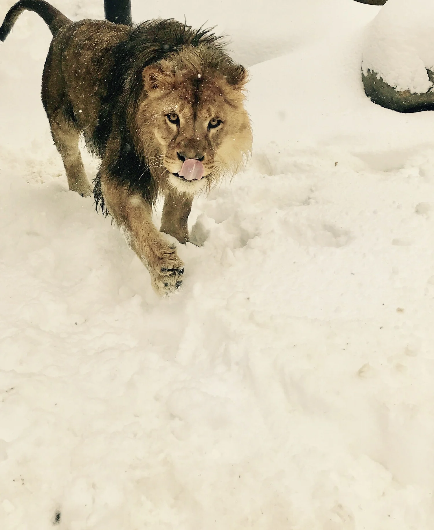 Tundra the African lion bounding through fresh Maine snow at DEW Haven sanctuary