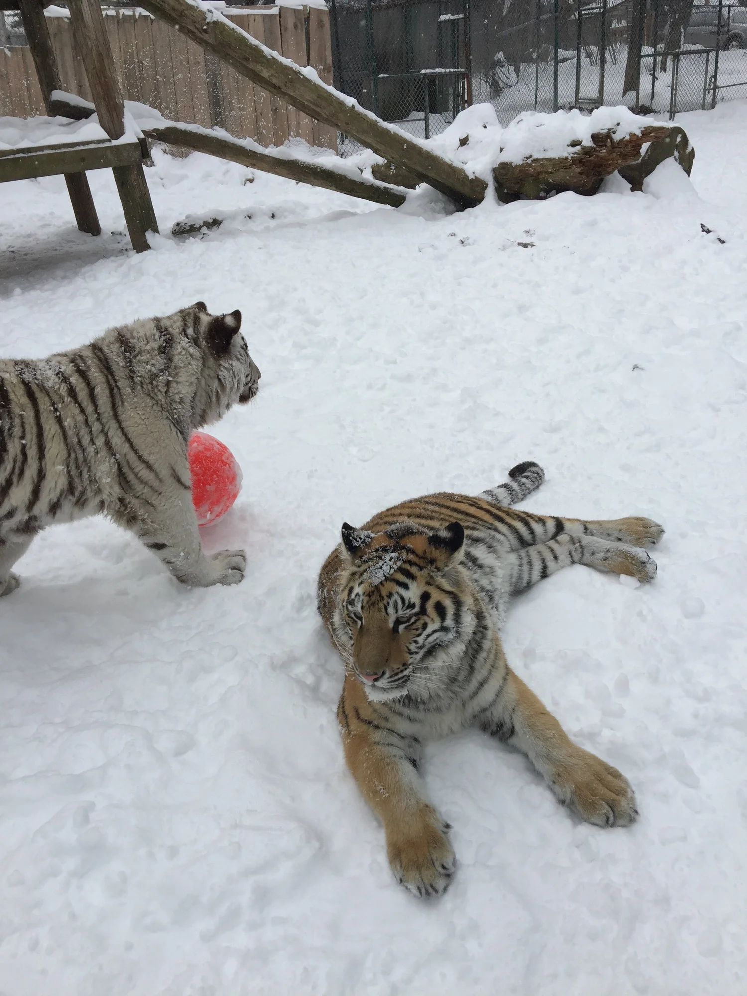 Tiger at DEW Haven sanctuary