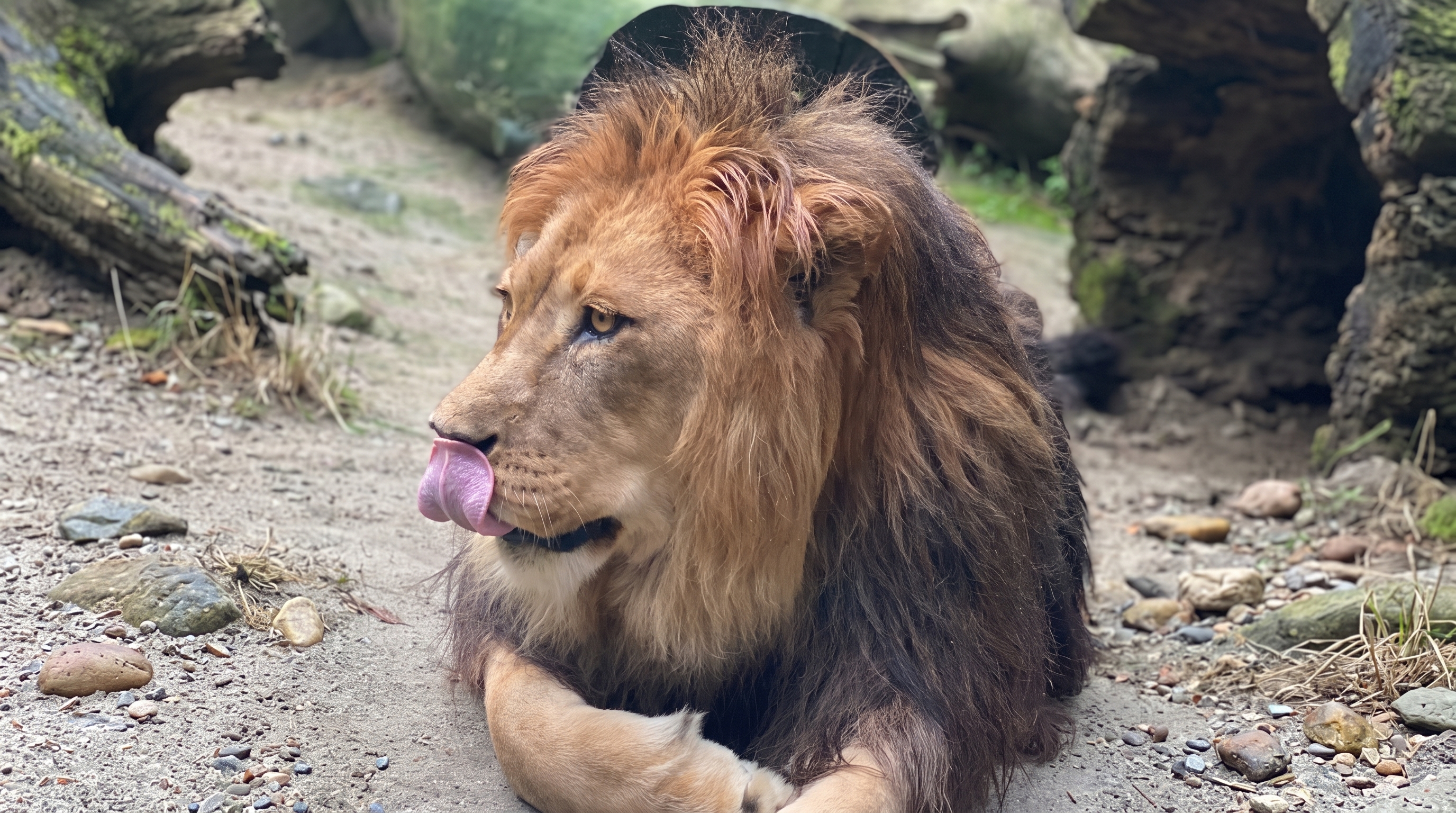 Simba the African lion resting regally in his woodland habitat at DEW Haven sanctuary