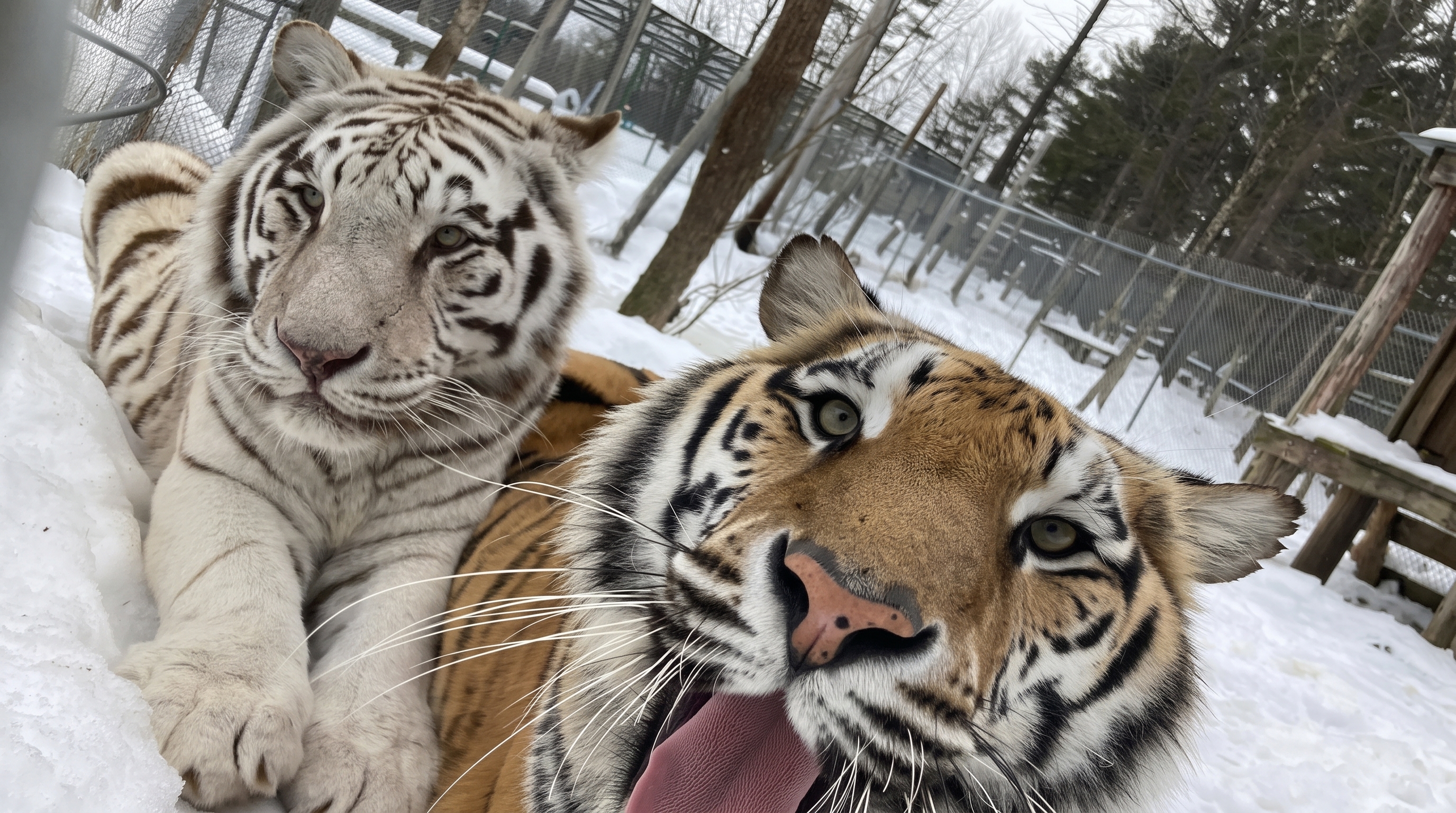 Rescued Bengal tiger and white tiger playing in the snow at DEW Haven sanctuary