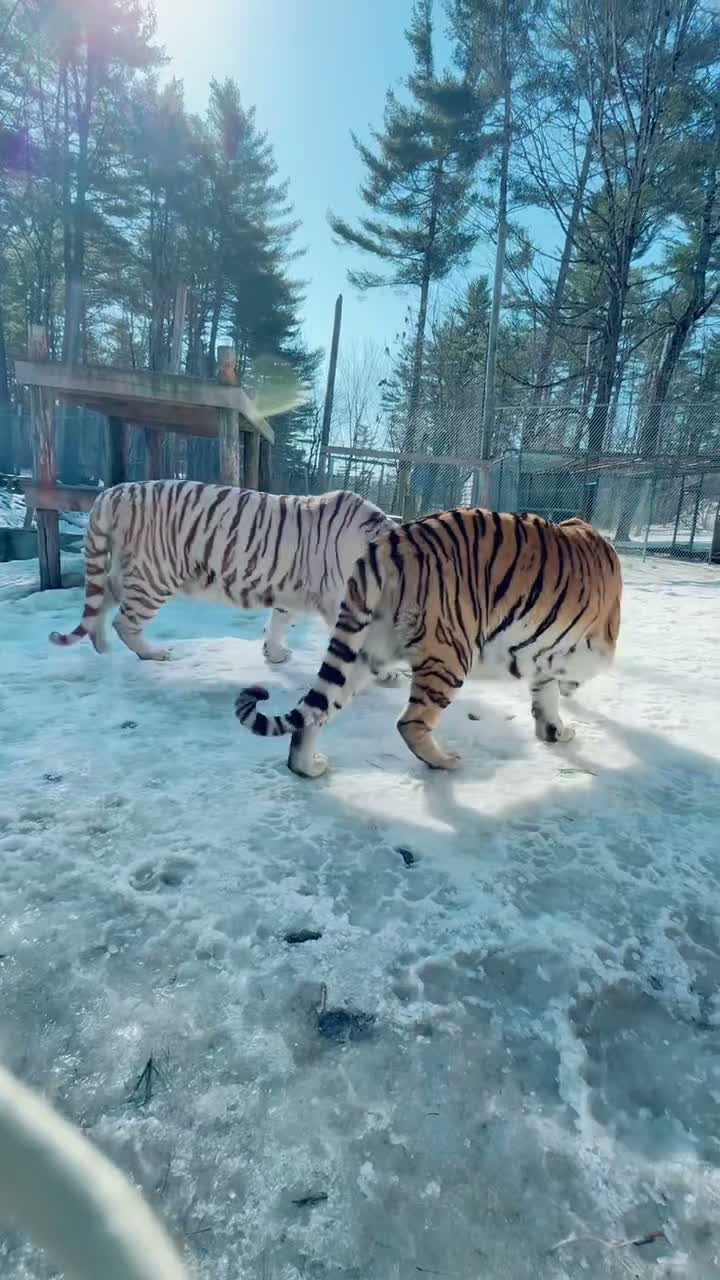 Zeus & Khaleesi