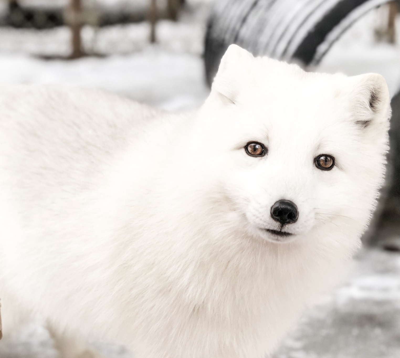 Ghost of the Arctic white fox in pristine winter coat at DEW Haven sanctuary